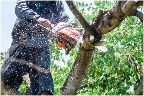 tree services Highlands